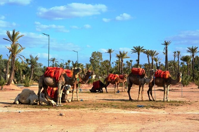5 Day Private Morocco Tour from Casablanca - Who this tour fits best