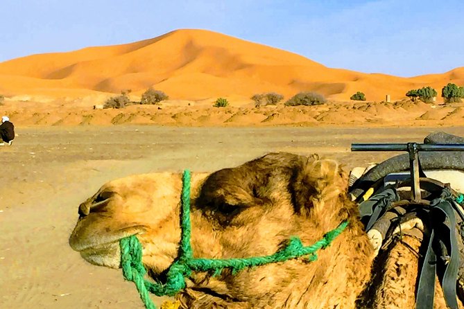 5 Days tours from Tangier to Chefchaouen, Fez, Merzouga Desert and Marrakech - Key Things That Make This Tour Worth Your Time