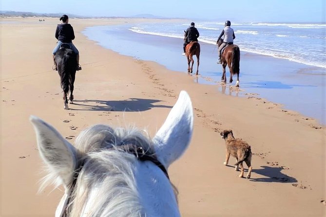 5 hours ride + picnic - Five hours on horseback: beaches, dunes, and eucalyptus forests