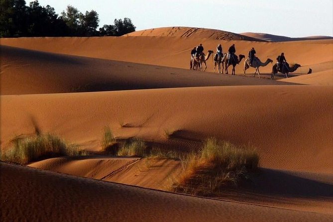6 Days: From Casablanca Morocco Desert - Day 4 cedar forest, Ifrane, and the Merzouga dune camp night