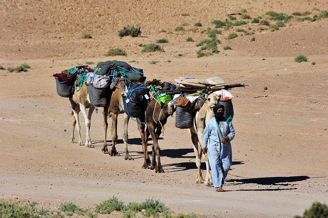 6 days trekking To The heart of Desert - Day 2 in M’Hamid: walking with a camel caravan and Tamaris shade