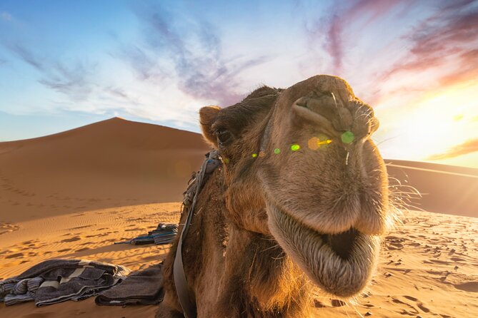 7 Days Tour Imperial Cities , Sahara Desert From Casablanca - Key highlights to know before you go
