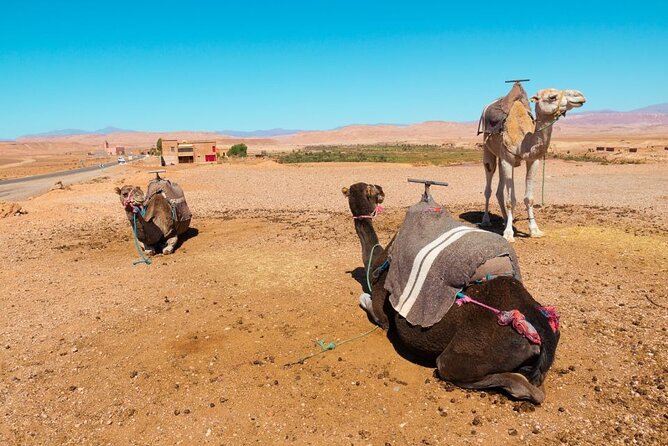 a day in the High Atlas and discovery of Berber culture - From Marrakech to Imlil Valley: the rhythm, the road, and your first views