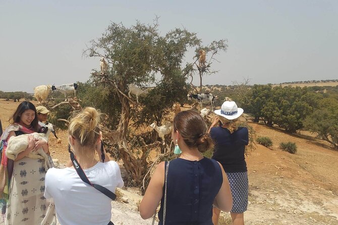 A wonderful day in Essaouira from Marrakech - Orientation in the Medina: Your 60-Minute Guided Start