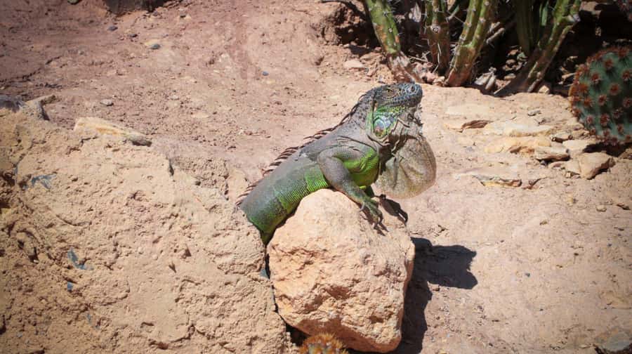 Agadir: Agadir Crocodile Park Adventure - Key things to know before you go