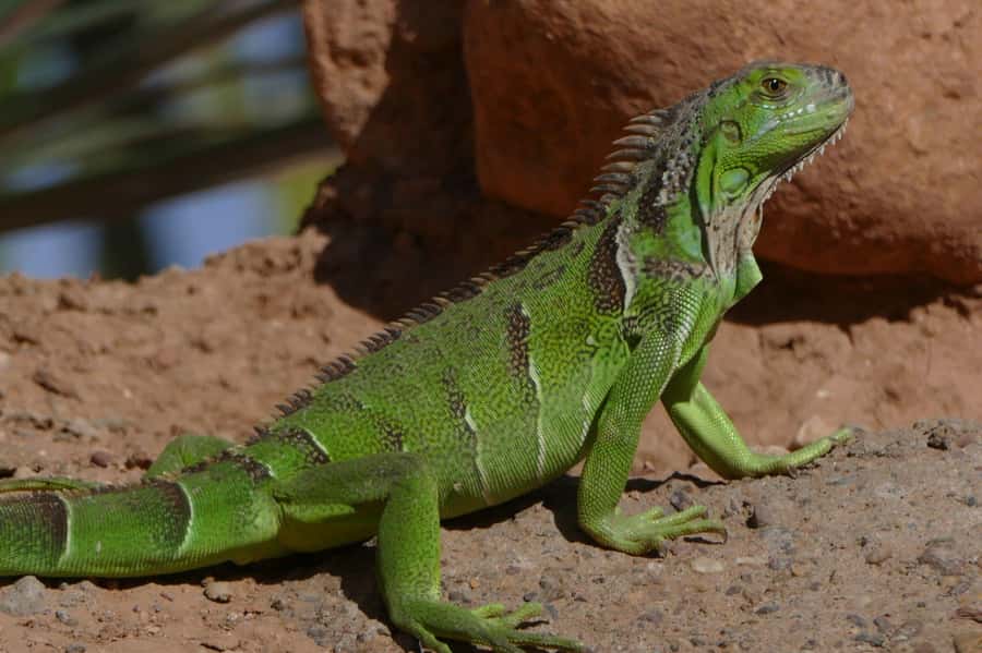 Agadir: Agadir Crocodile Park Adventure - Agadir Crocodile Park: the forest-style design that changes the mood