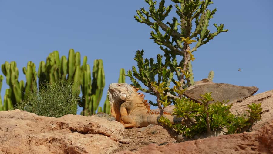 Agadir: Agadir Crocodile Park Adventure - The 2-hour pace: enough time, but timing matters