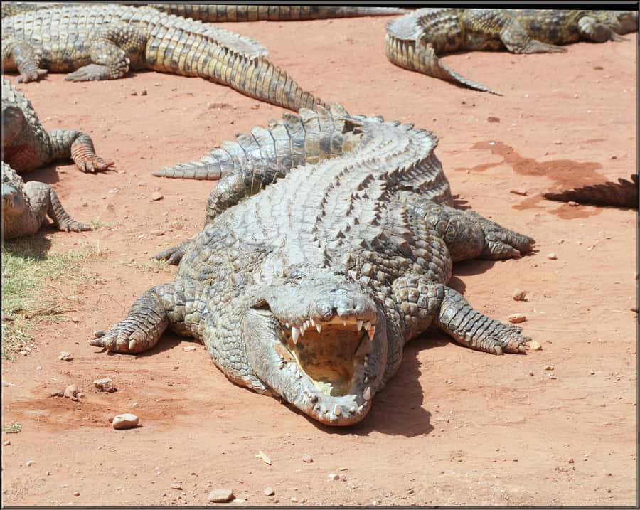 Agadir: Agadir Crocodile Park Adventure - Optional add-on: the Souk El Had city tour from Agadir