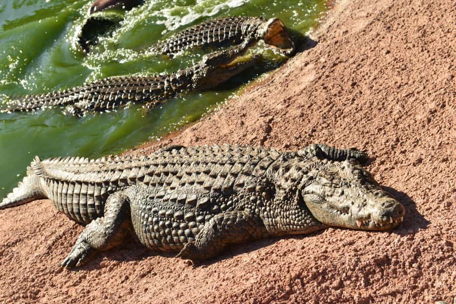 Agadir: Agadir Crocodile Park Adventure - Hotel pickup to Souss-Massa: easy logistics, short travel time