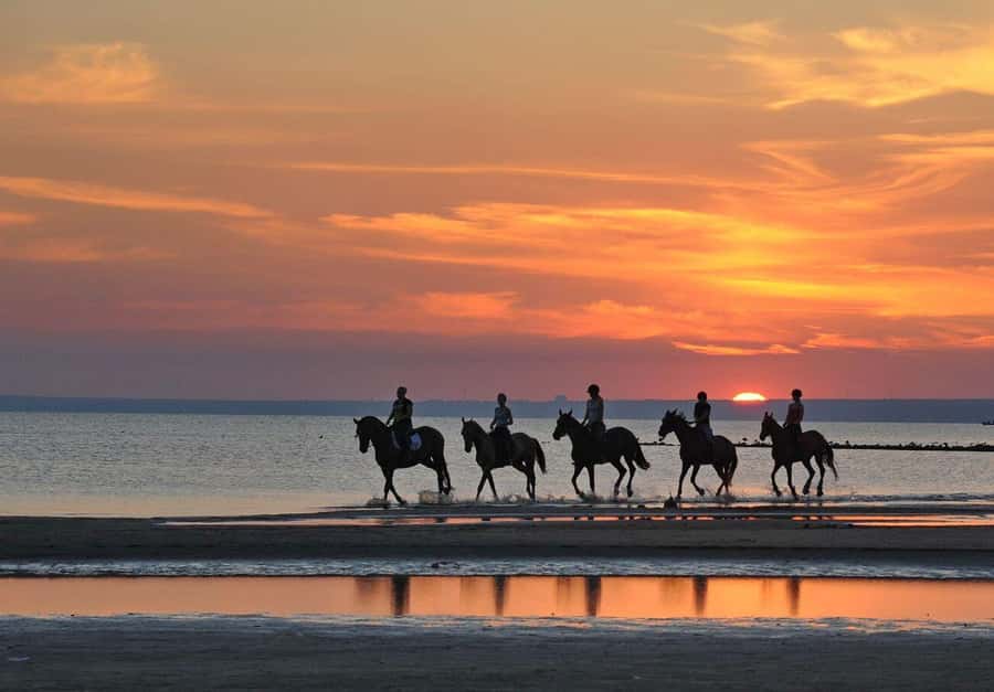 Agadir and Taghazout: Morning Horse Ride on The Beach - The Horses: Barb Arabians and Matching You to the Right Mount