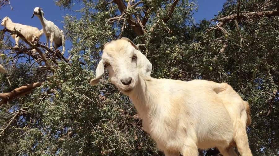 Agadir: ATV Quad Biking and Goats On Argan Trees with Tea - Key things to know before you go