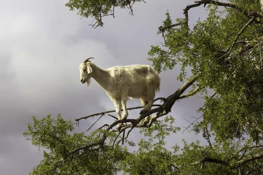 Agadir: ATV Quad Biking and Goats On Argan Trees with Tea - Should you book Holla Trip’s Agadir ATV quad biking and goats?