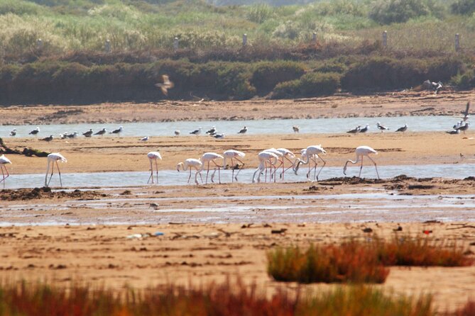 Agadir by Night: A Magical Evening - Key things to know before you go