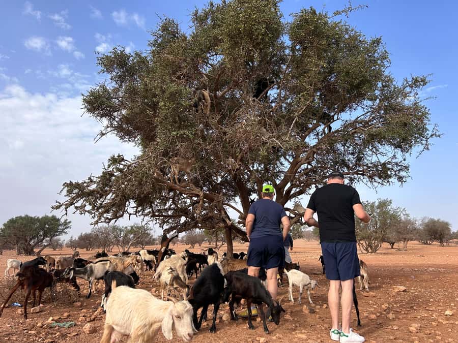 Agadir: Cable Car, Crocopark, and Goats on Trees Tour - Key Things You’ll Notice on This Tour