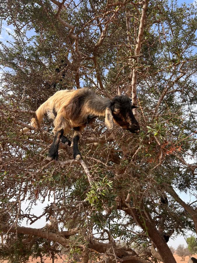 Agadir: Cable Car, Crocopark, and Goats on Trees Tour - Goats on Trees and Argan Oil: What You’re Really Watching