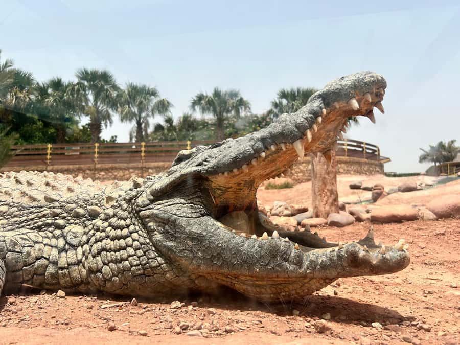 Agadir: Cable Car, Crocopark, and Goats on Trees Tour - Road Stops in Agadir: Small Breaks That Keep the Day Moving