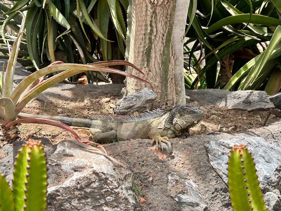 Agadir: Cable Car, Crocopark, and Goats on Trees Tour - Who Should Book This Tour (and Who Should Skip It)