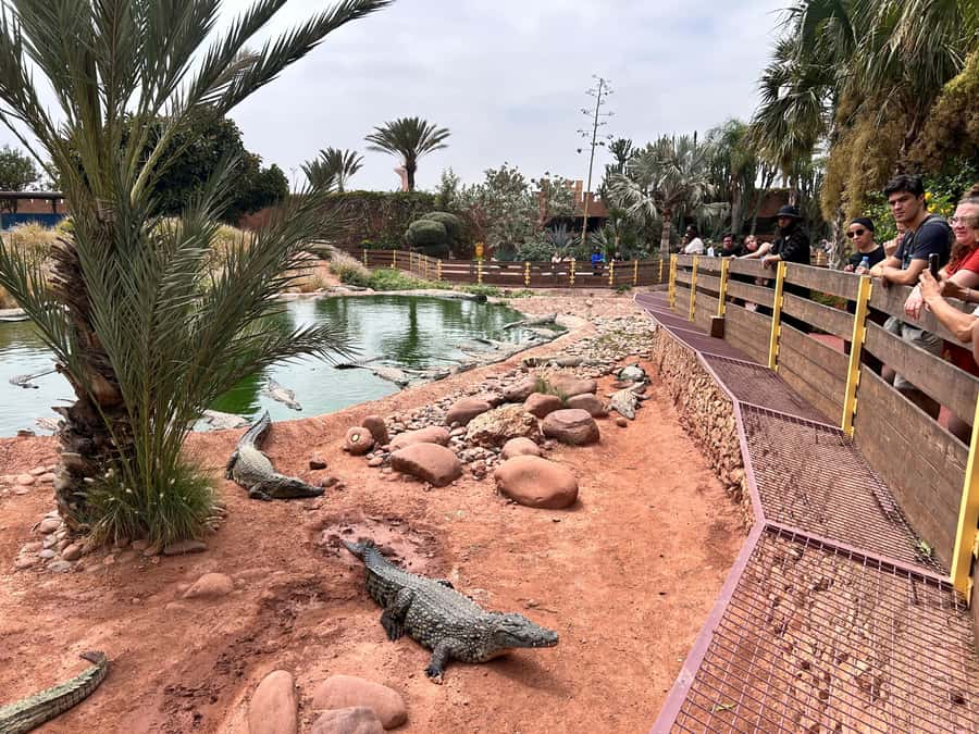 Agadir: Cable Car, Crocopark, and Goats on Trees Tour - Should You Book This Tour? My Take