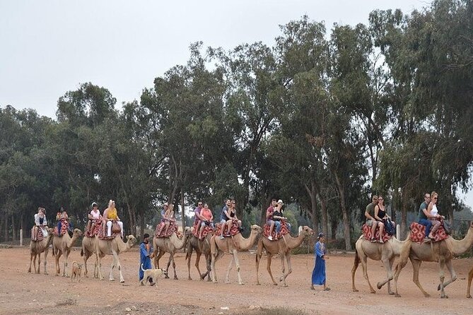 Agadir Camel Ride Experience - The Aghroud Bensergao village stretch and eucalyptus grove ride