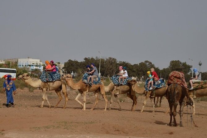 Agadir Camel Ride Experience - The River Souss estuary stop: flamingo spotting without chasing a guarantee