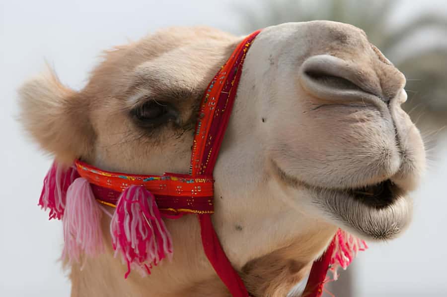 Agadir: Camel Ride Experience With Dinner Option - Camel Ride Highlights You’ll Actually Notice