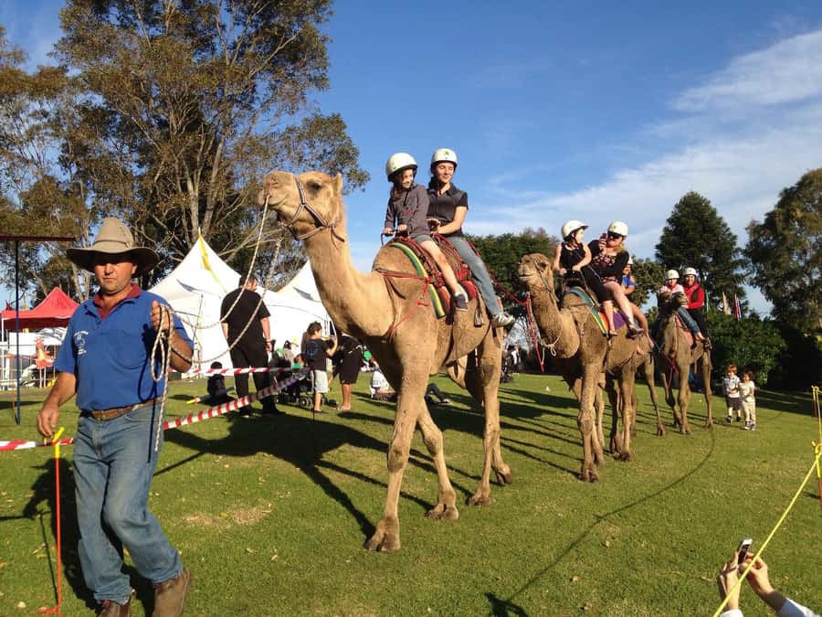 Agadir Camel Ride Flamingo River & BBQ Dinner - Price and Value: Is $21 a Fair Deal?