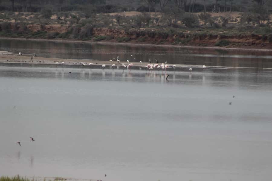 Agadir Camel Ride Flamingo River & BBQ Dinner - From Hotel Pickup to Camp Outside Agadir: The Easy Start