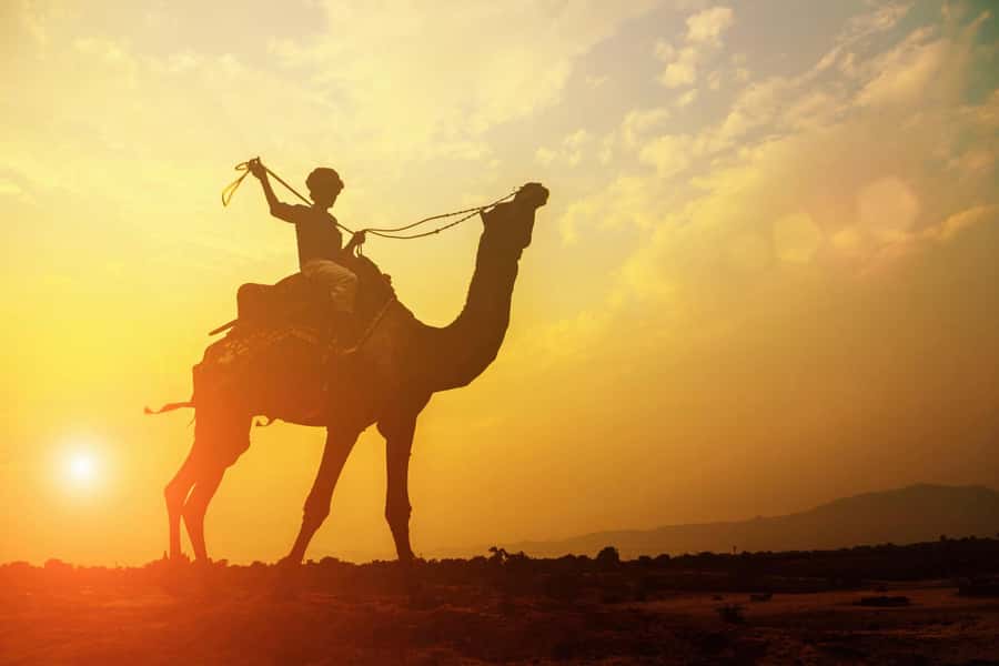 Agadir: Camel Ride With Tea - Riding Through Eucalyptus: A Quiet Change of Scenery