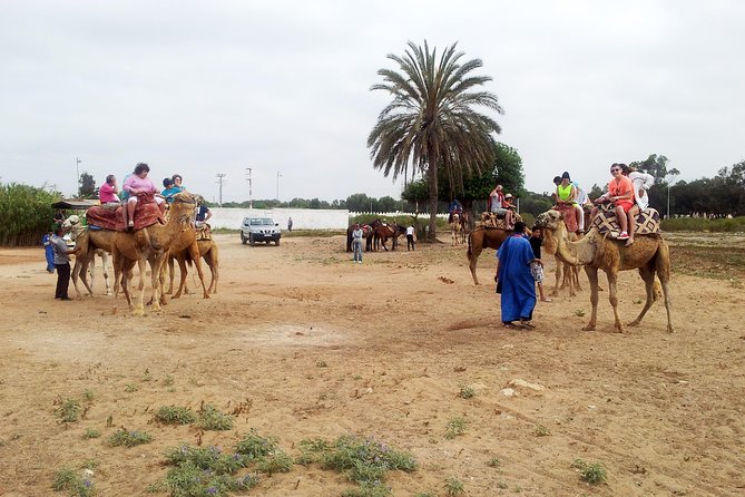 Agadir Camel Riding - From Agadir into Souss-Massa: why this ride is more than a photo stop