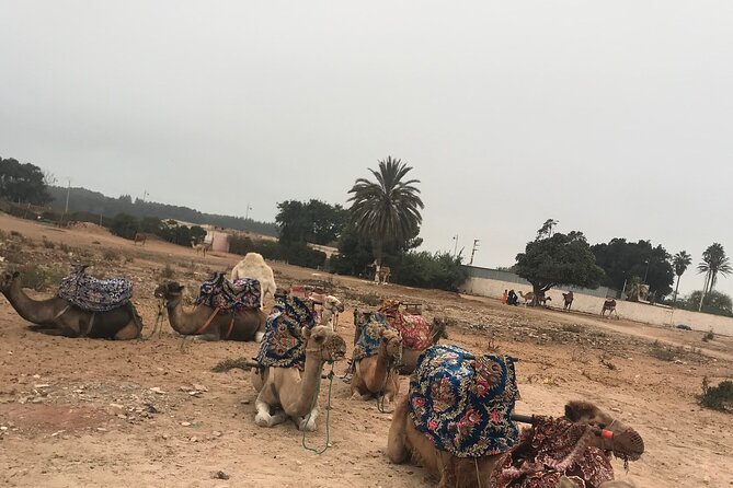 Agadir Camel Riding - Finishing at the Oued Souss: the “where are we ending up?” moment