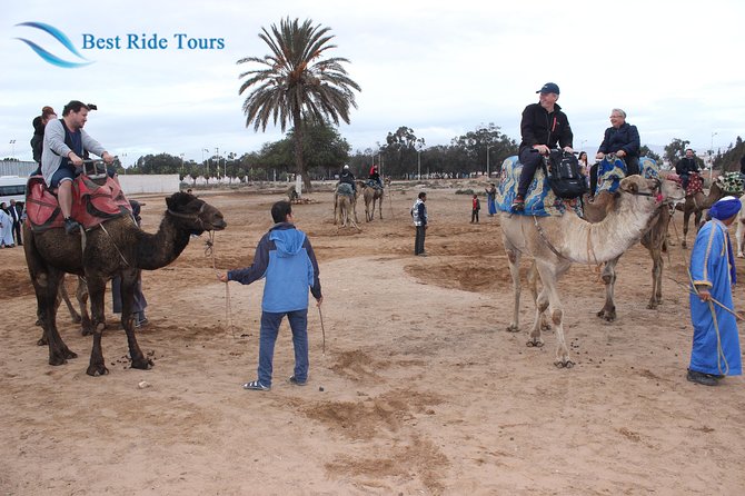 Agadir Camel Riding - Wildlife in winter: how to think about flamingos and birds