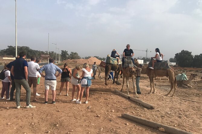 Agadir Camel Riding - What can go wrong: insects, urine splash, and extra fees