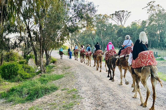Agadir Camel Riding and flamingo river tour - From Agadir To The Souss River: comfort first, then the slow sway