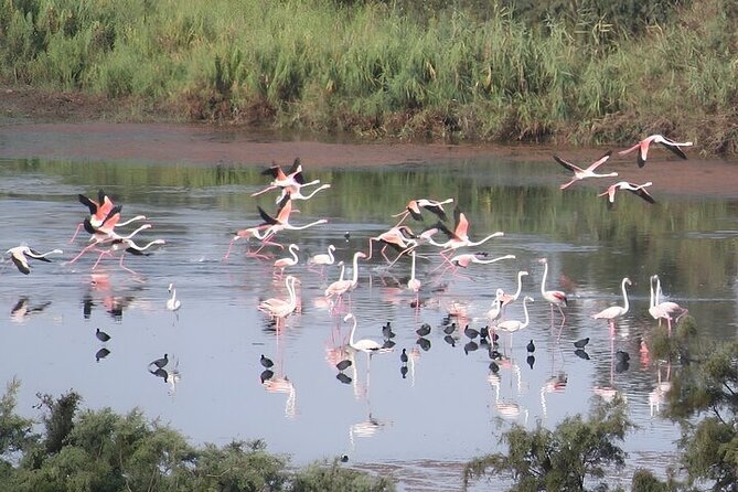 Agadir Camel Riding and flamingo river tour - Camel riding along the Souss River: the heart of the day