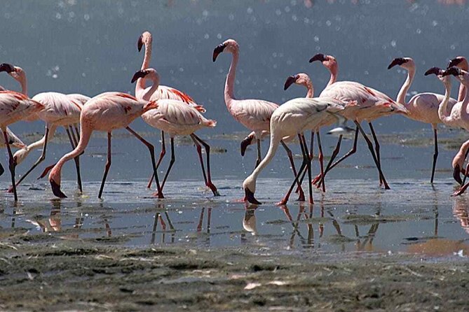 Agadir Camel Riding and flamingo river tour - Who should book this camel ride (and who might not love it)