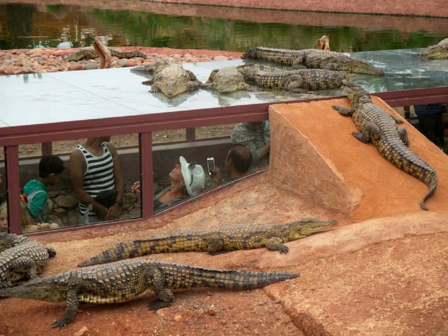 Agadir City Tour & Crocodile Park Adventure & Entry Ticket - Mosque Mohammed V exterior: Moroccan architecture, no museum ticket required