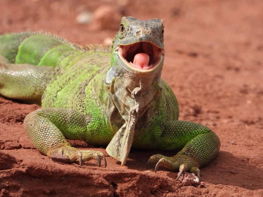 Agadir: City Tour, Crocodile Park & Camel Ride - Price and what you’re actually getting for $112
