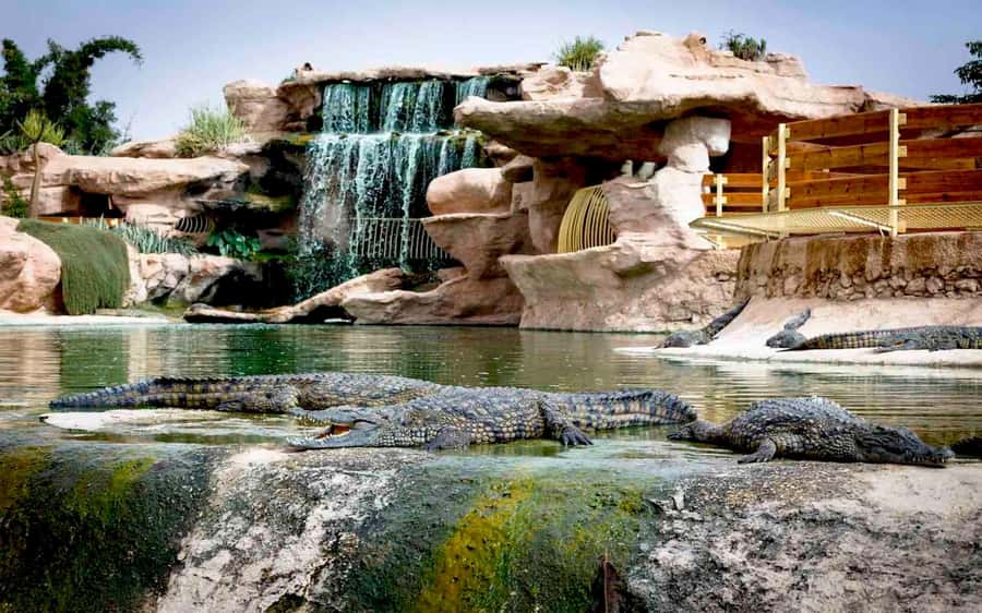 Agadir: City Tour, Crocodile Park & Camel Ride - The camel ride on the Oued Sous River: the hour that slows your pace