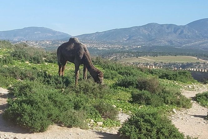 Agadir city tour from riu palace tikida taghazout - Guide style, safety feel, and why the small group matters