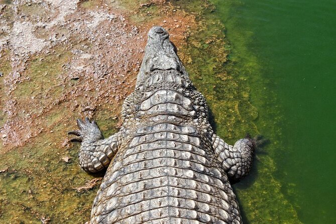 Agadir Crocodile Park Adventure - Key things to know before you go