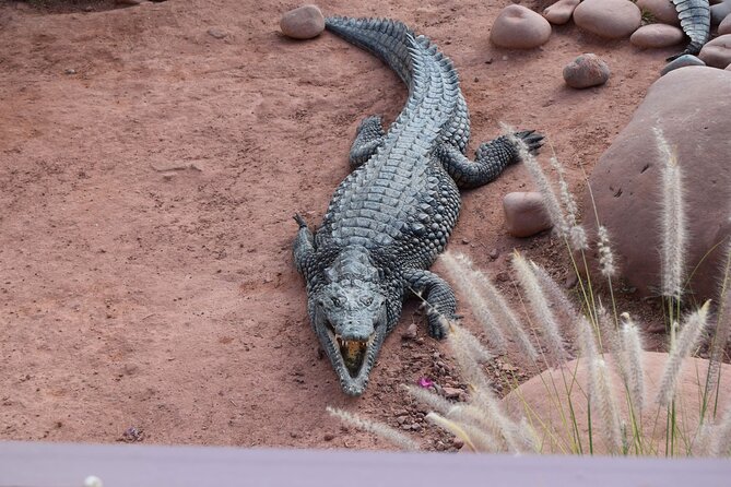 Agadir Crocodile Park Adventure - Price and Value: What $40.71 Buys You in Agadir