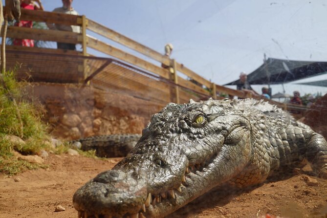 Agadir Crocodile Park Adventure - Pickup, Tickets, and Day-of Clarity (How to Avoid Hassle)