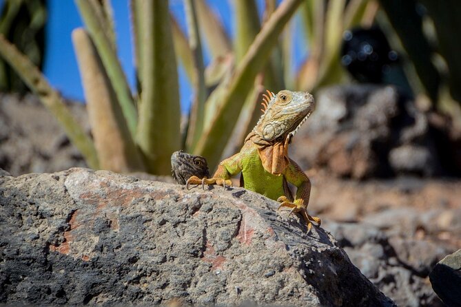Agadir Crocodile Park Adventure - The Main Event: 300+ Nile Crocodiles and Anacondas