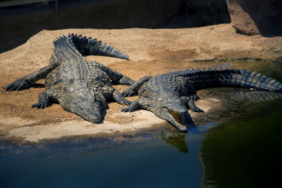 Agadir Crocoparc: Ticket and Transfer - The Tropical Area: Belombra Trunks and Strange Flower Shapes
