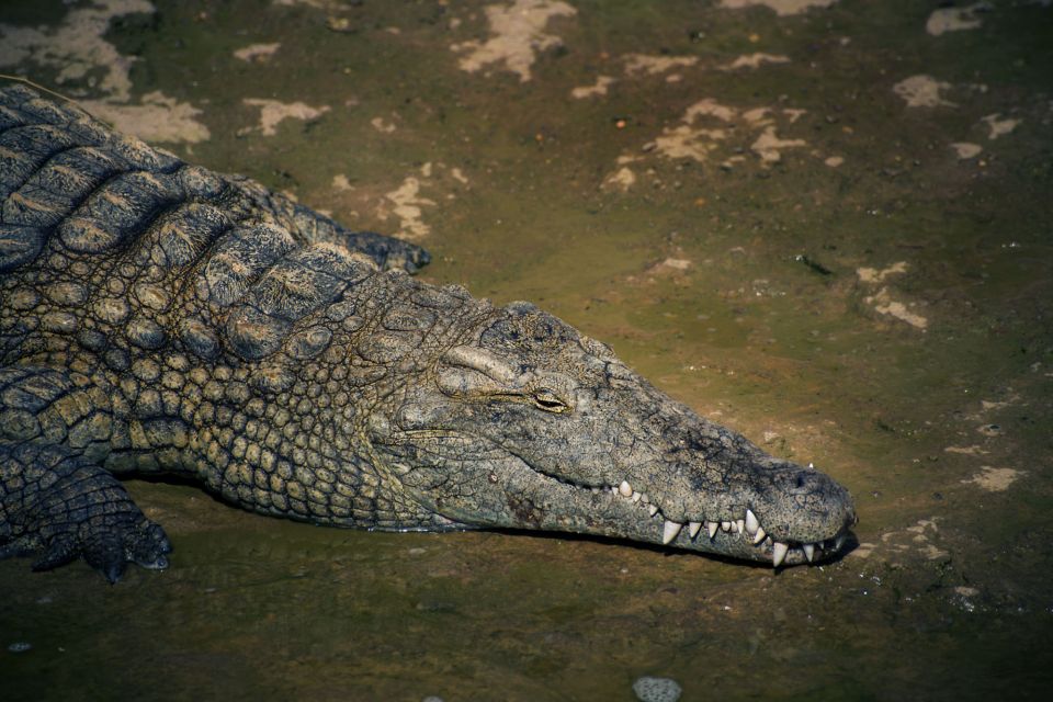 Agadir Crocoparc: Ticket and Transfer - Getting There: Hotel Pickup and a Smooth Return Transfer