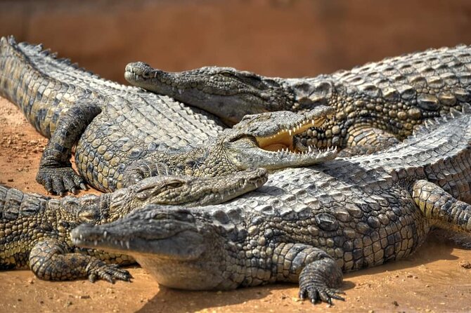 Agadir Crocoparc tickets & Shuttle service - Price and value: what about $28.05 covers