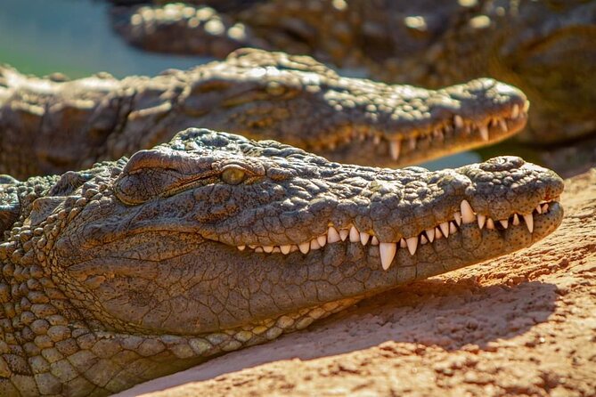 Agadir Crocoparc tickets & Shuttle service - Botanical gardens plus other animals: why this combo works