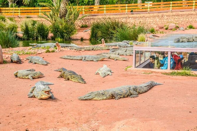 Agadir Crocoparc tickets & Shuttle service - Midday feeding time: the moment to time your visit
