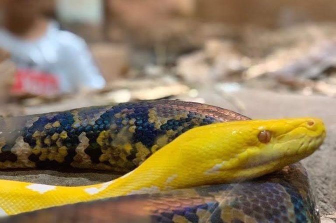 Agadir Crocoparc Transfer & Admission tickets - Agadir Crocoparc: a short escape with big wildlife payoff