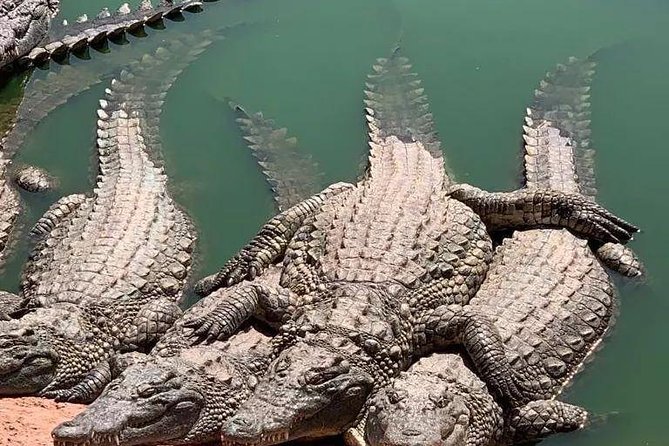 Agadir Crocoparc Transfer & Admission tickets - Catching the feeding: plan your walk around the moment